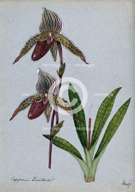 A lady's slipper orchid (Cypripedium Tixallense): flowering stem, 1907. Creator: Unknown.