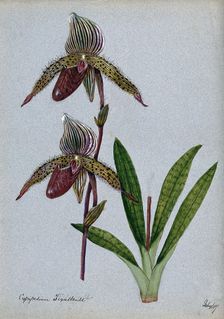 A lady's slipper orchid (Cypripedium Tixallense): flowering stem, 1907. Creator: Unknown