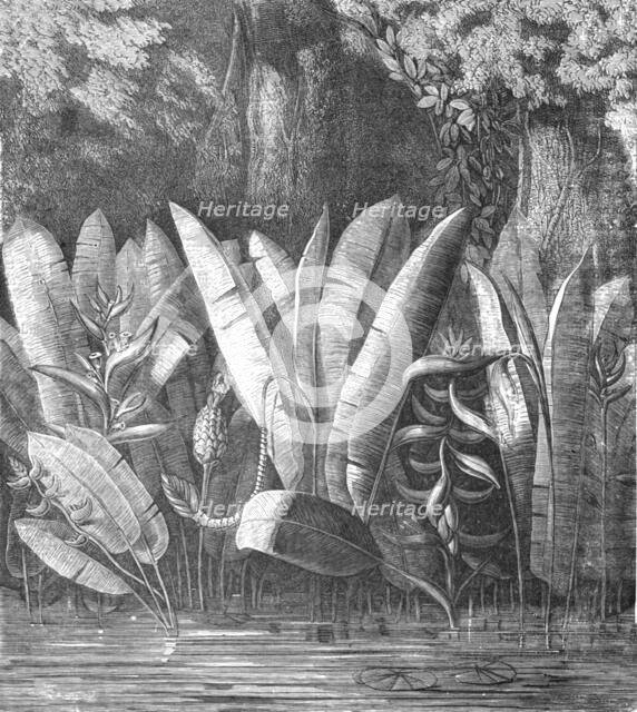 'A Lagoon in the Tierra Caliente; A zigzag journey through Mexico', 1875. Creator: Thomas Mayne Reid.