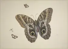 A large brown butterfly, two small ones, and an insect, 17th century. Creator: Herman Henstenburgh