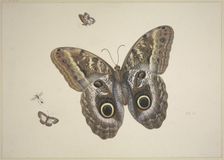 A large brown butterfly, two small ones, and an insect, 17th century. Creator: Herman Henstenburgh