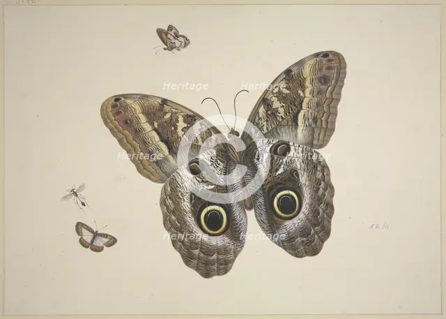 A large brown butterfly, two small ones, and an insect, 17th century. Creator: Herman Henstenburgh.