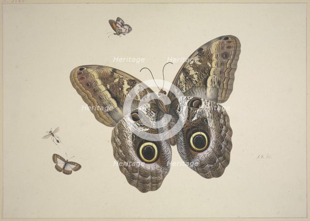 A large brown butterfly, two small ones, and an insect, 17th century. Creator: Herman Henstenburgh.
