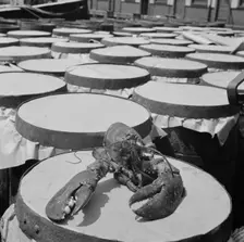 A large lobster brought in by the New England fishing boat Fulton Fish Market, New York, 1943. Creator: Gordon Parks