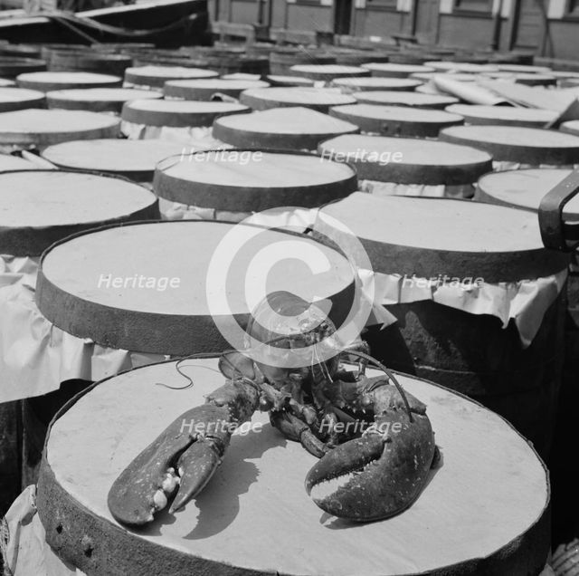 A large lobster brought in by the New England fishing boat Fulton Fish Market, New York, 1943. Creator: Gordon Parks.