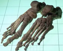 A Late Saxon/Norman woman's skeletal feet, 11th-12th century. Creator: Unknown