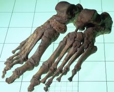 A Late Saxon/Norman woman's skeletal feet, 11th-12th century. Creator: Unknown