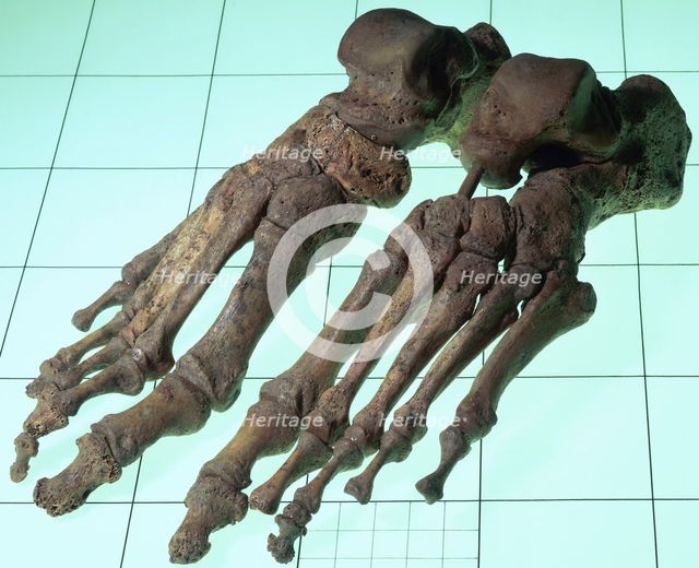 A Late Saxon/Norman woman's skeletal feet, 11th-12th century.  Creator: Unknown.