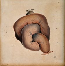 A length of coiled intestine, 1800-1899. Creator: Unknown