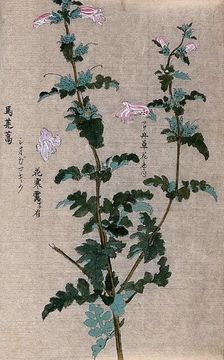 A leafy plant stem. Creator: Unknown