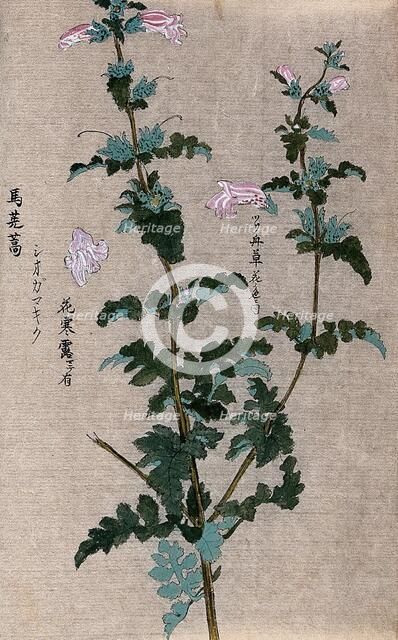 A leafy plant stem. Creator: Unknown.