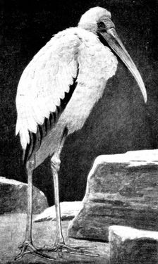 A Learned Judge (Tantalus Stork), 1898. Creator: Unknown