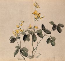 A leguminous plant: two stems with yellow flowers. Creator: Unknown