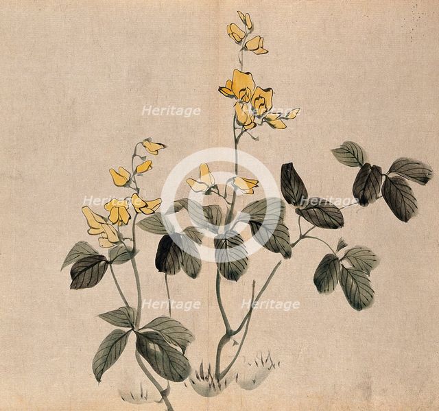 A leguminous plant: two stems with yellow flowers. Creator: Unknown.