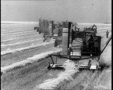 A Line of Tractors Harvesting Grain, 1932. Creator: British Pathe Ltd