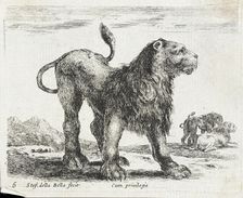 A Lion, 1641. Creator: Stefano della Bella