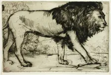 A Lion, 1900. Creator: Donald Shaw MacLaughlan