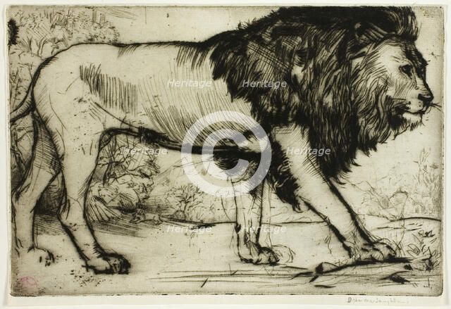 A Lion, 1900. Creator: Donald Shaw MacLaughlan.