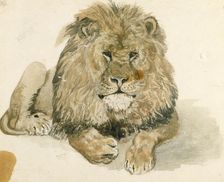 A lion at the Exeter Change, c1820. Creator: John Frederick Lewis