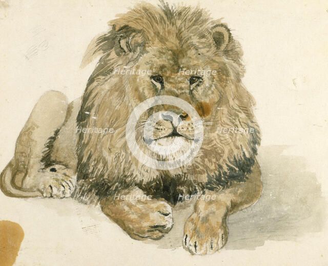 A lion at the Exeter 'Change, c1820. Creator: John Frederick Lewis.