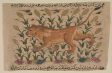 A Lion, Folio from a Dispersed Nuzhatnama-i Ala’i of Shahmardan ibn Abi’l Khayr, early 17th centur Creator: Unknown