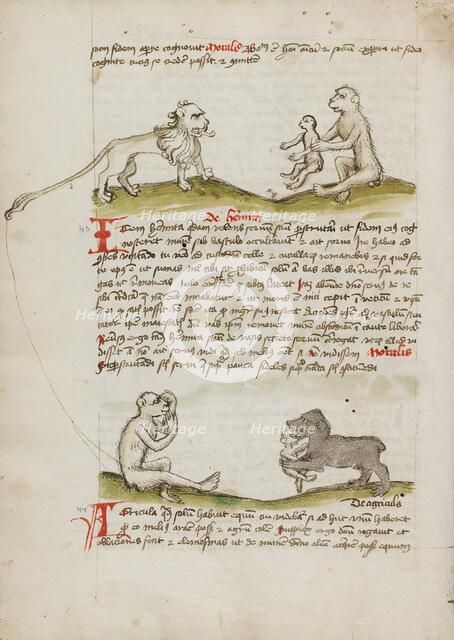 A Lion with a Monkey and his Young: A Monkey: A Bear Eating a..., third quarter of 15th century. Creator: Unknown.