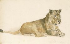 A lioness, c1814-1830. Creator: John Frederick Lewis