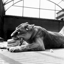 A lioness eating, London Zoo, (1950s?). Creator: Henry Grant