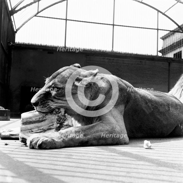 A lioness eating, London Zoo, (1950s?). Creator: Henry Grant.
