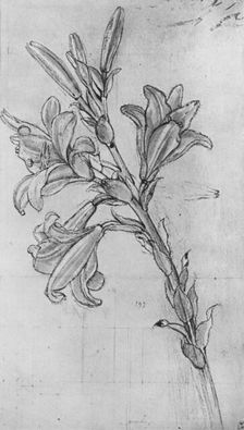 A Lily c1480 (1945). Artist: Leonardo da Vinci