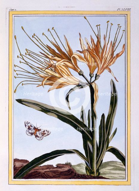 A Lily,  pub. 1776. Creator: Pierre Joseph Buchoz (1731-1807).