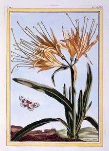 A Lily, pub. 1776. Creator: Pierre Joseph Buchoz (1731-1807)