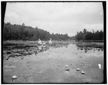 A lily pond, c1902. Creator: William H. Jackson