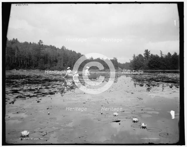 A lily pond, c1902. Creator: William H. Jackson.
