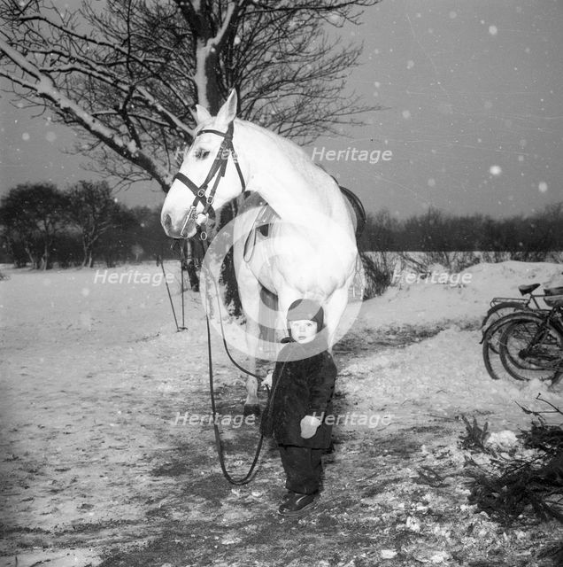 A little boy with a horse in winter, Sweden, 1958. Creator: Unknown.