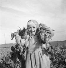 A little boy with two sugar beet, 1956