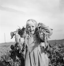 A little boy with two sugar beet, 1956. Creator: Unknown
