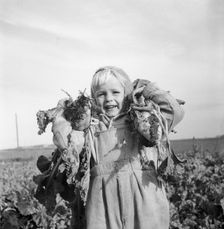 A little boy with two sugar beet, 1956. Creator: Unknown