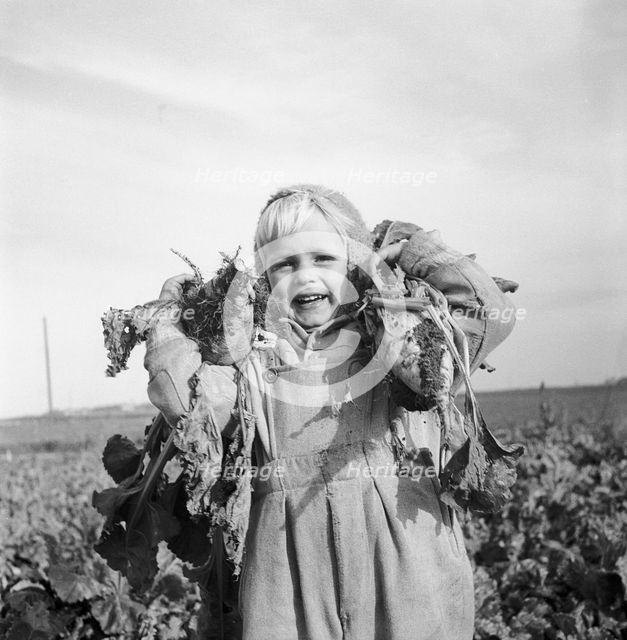 A little boy with two sugar beet, 1956. Creator: Unknown.