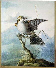 A Little Bird 1798. Artist: Georgius Jacobus Johannes van Os