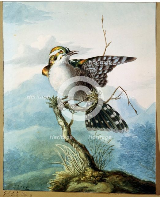 'A Little Bird', 1798. Artist: Georgius Jacobus Johannes van Os