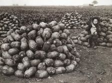 A little girl with piles of harvested turnips, near Landskrona, Sweden, 1910