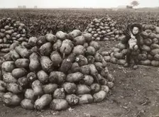 A little girl with piles of harvested turnips, near Landskrona, Sweden, 1910. Creator: Unknown