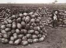 A little girl with piles of harvested turnips, near Landskrona, Sweden, 1910. Creator: Unknown