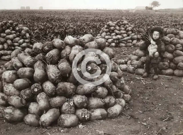 A little girl with piles of harvested turnips, near Landskrona, Sweden, 1910. Creator: Unknown.