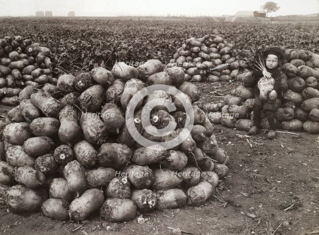 A little girl with piles of harvested turnips, near Landskrona, Sweden, 1910. Creator: Unknown.