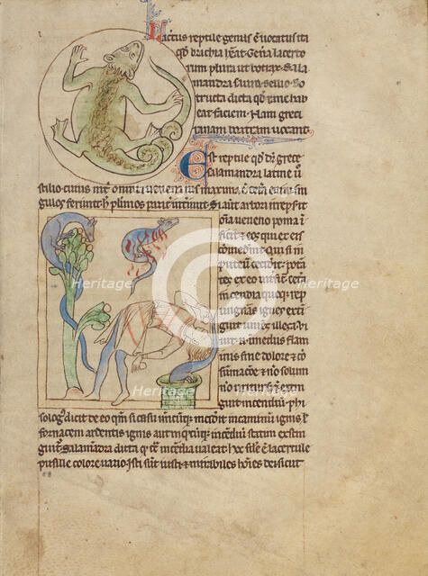 A Lizard; Salamanders; Northumberland Bestiary, about 1250-1260. Creator: Unknown.