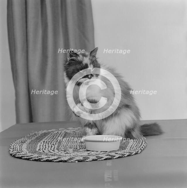 A long-haired tortoiseshell cat sitting on a mat beside a bowl of food, 1970. Artist: John Gay.
