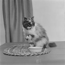 A long-haired tortoiseshell cat sitting on a mat beside a bowl of food, 1970. Artist: John Gay