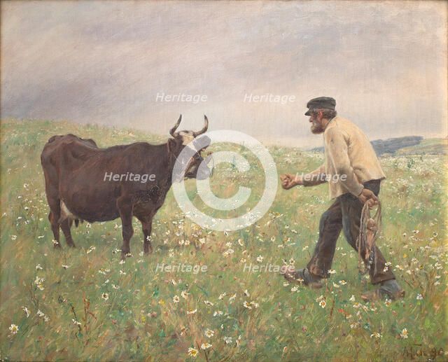 A loose cow, 1890. Creator: Hans Michael Therkildsen.